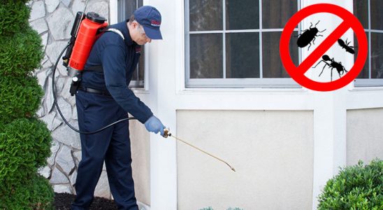 Kurşunlu Uçan Haşere İlaçlama böcek ilaçlama ve haşere kontrolü — ilaclama-tr.com